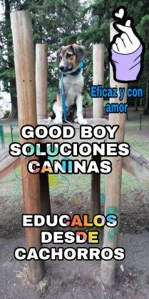 Good Boy soluciones caninas monterrey