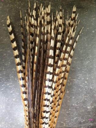 plumas de faisán natural de Reeves