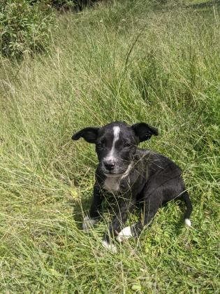 Hermosa cachorrita en Adopción