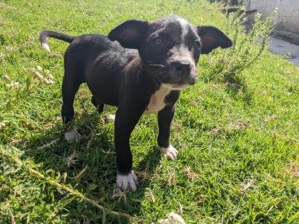 Hermosa cachorrita en Adopción