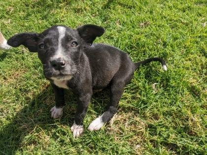 Hermosa cachorrita en Adopción