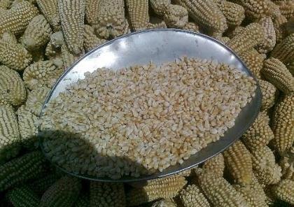 Maíz Blanco, criollo, cribado, toluca