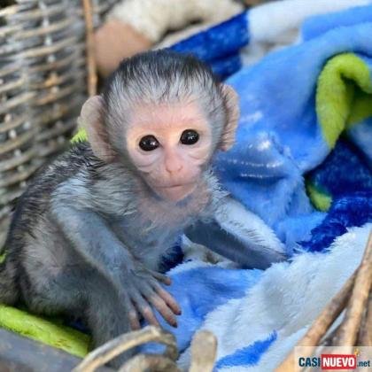 Preciosos monos capuchinos bebés para Navidad