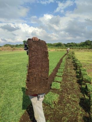 VENTA DE PASTOS KENIA