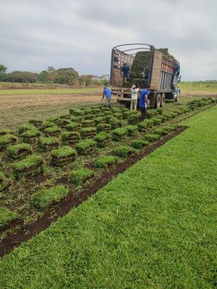 VENTA DE PASTOS KENIA