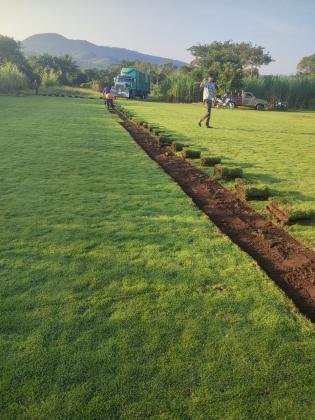 VENTA DE PASTOS KENIA