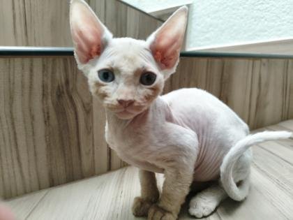 Gatitos sphynx