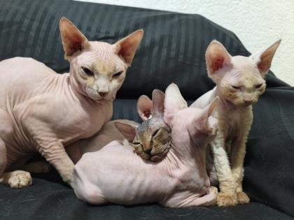 Gatitos sphynx