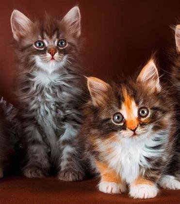 Gatitos Maine Coon con pedigrí registrados en GCCF