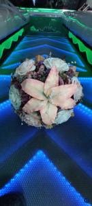 PROFESIONALES FOTO Y VIDEO SAN GREGORIO ATZOMPA FOTO Y VIDEO