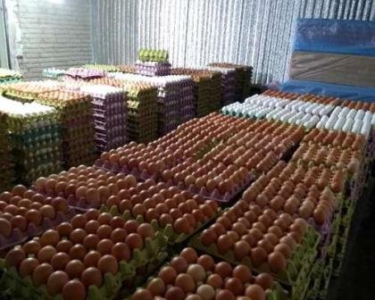 Loros Grises Africanos bien entrenados, con buen temperamento y huevos.